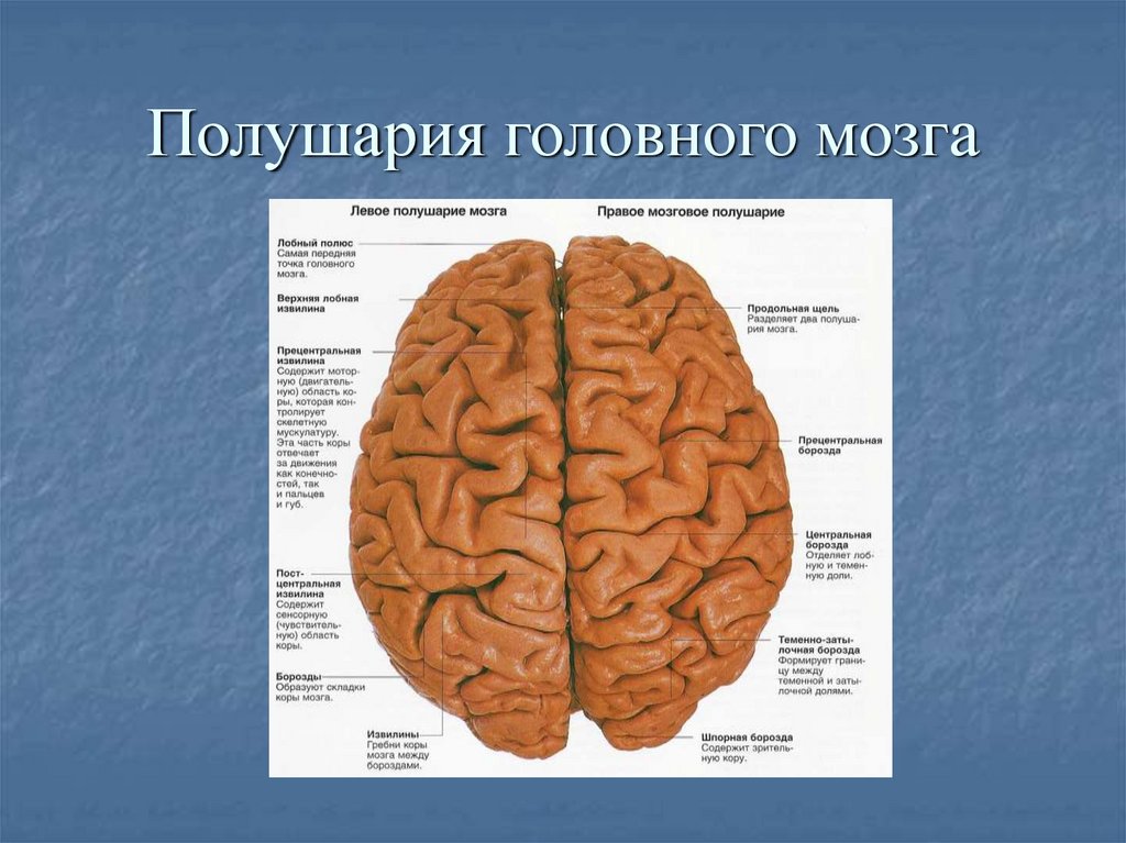 Какие функции выполняет полушария мозга. Анатомия правого полушария головного мозга. Строение правого и левого полушария. Головной мозг левое полушарие анатомия. Покриария головного мозга.