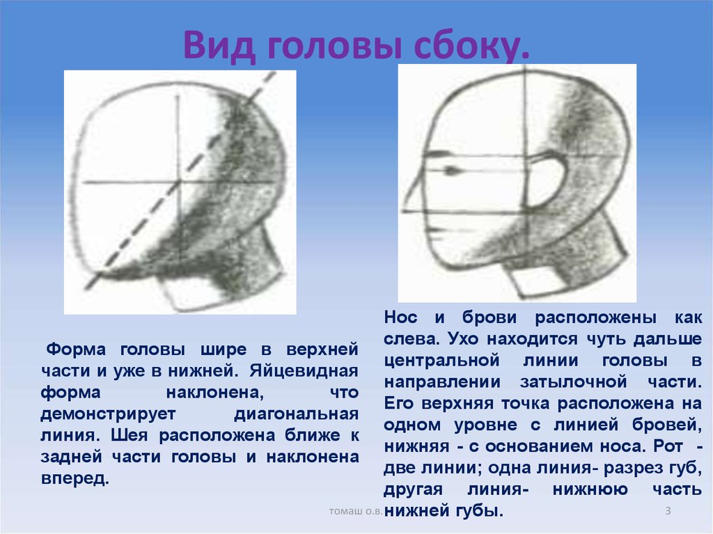 Виды головы. Разновидности формы головы. Голова вид сбоку. Форма головы сбоку. Ягодицеобразная форма головы.