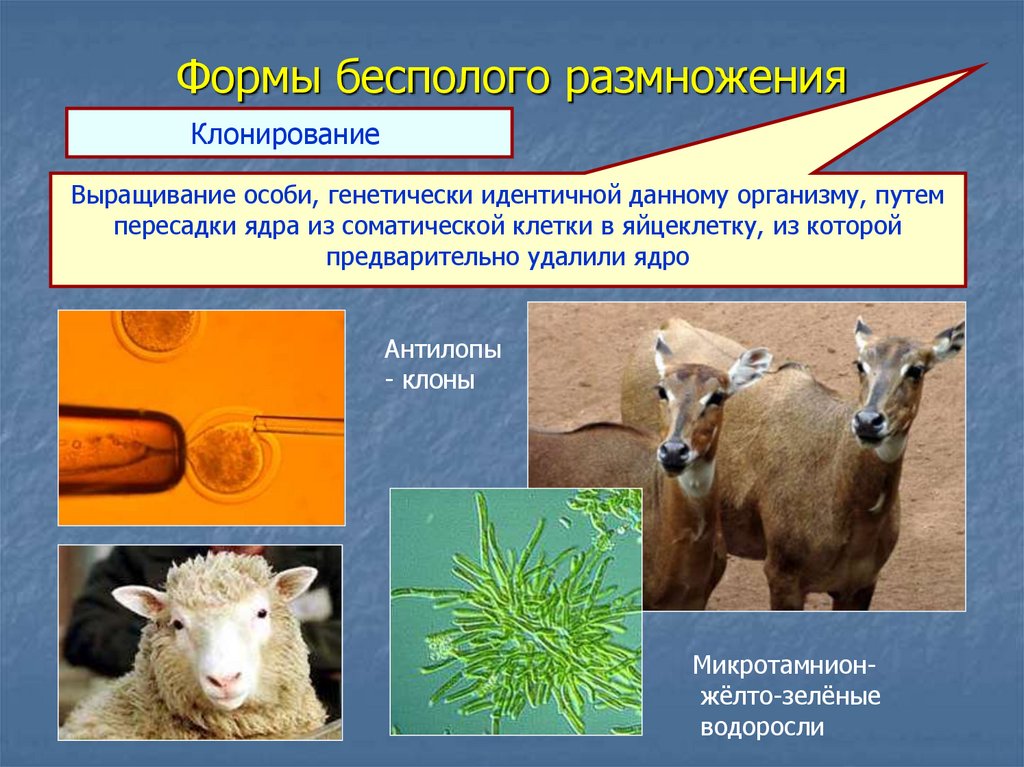 Размножение организмов происходит. Клонирование бесполое размножение. Формы бесполого размножения клонирование. Полиэмбриония бесполое размножение. Клонирование способ размножения.