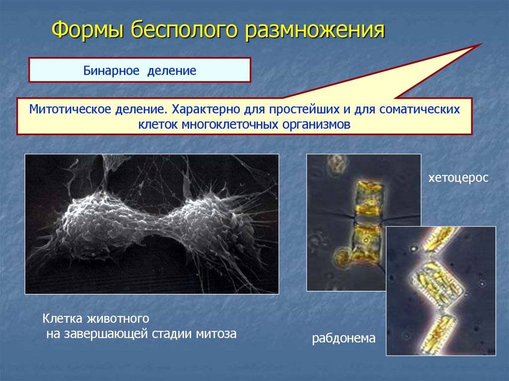 Бинарное деление. Бинарное деление характерно для. Простое бинарное деление характерно для. Бинарное деление бесполое размножение. Простое бинарное деление характерно для клеток.