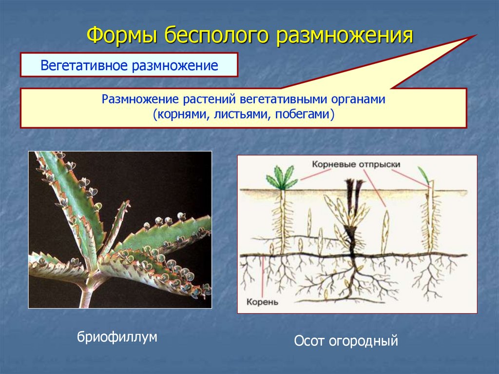 Какие способы размножения встречаются у растений