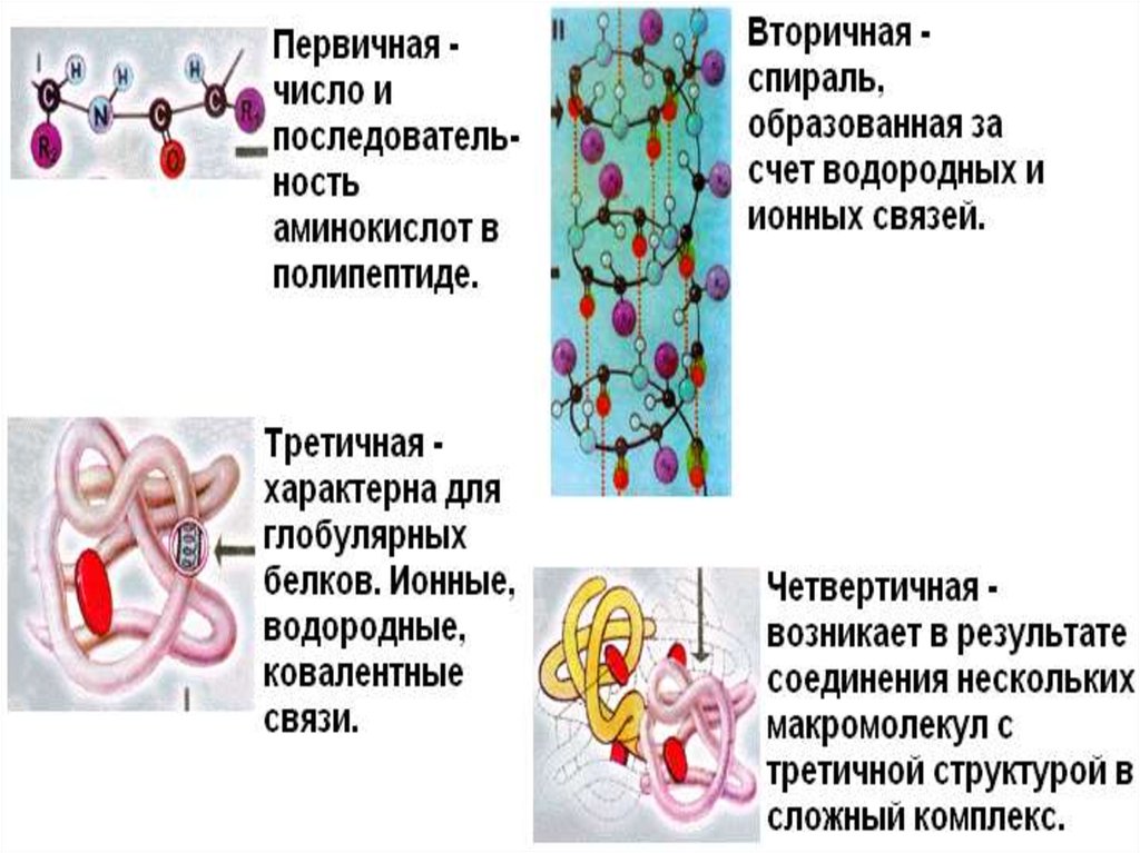 Презентация белки 10 класс биология профильный уровень