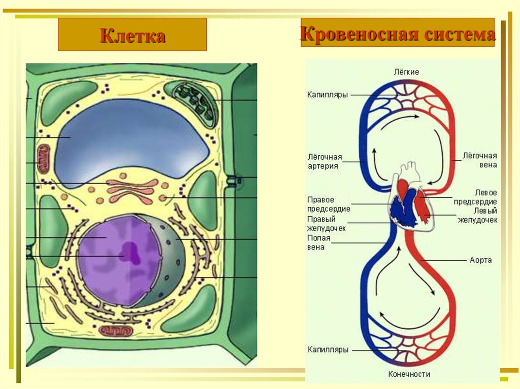 Кровеносные клетки. Система клетки. Кровеносная система рисунок клетки. Клетка кровеносная система направление эволюции.