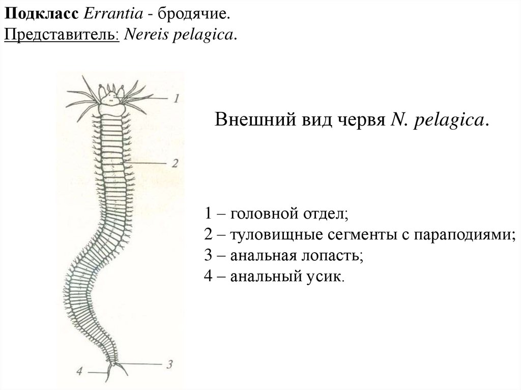 Червь рисунок с подписями. Многощетинковые черви строение.