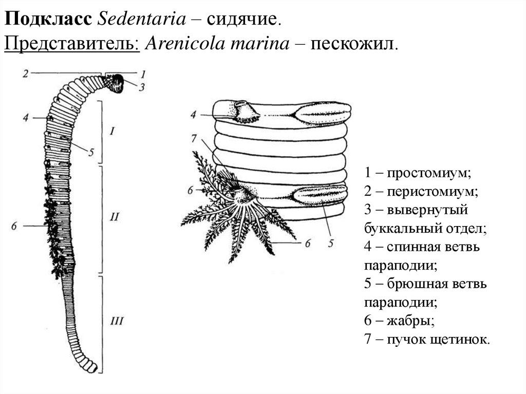 Подкласс Sedentaria – сидячие. Представитель: Arenicola marina – пескожил.