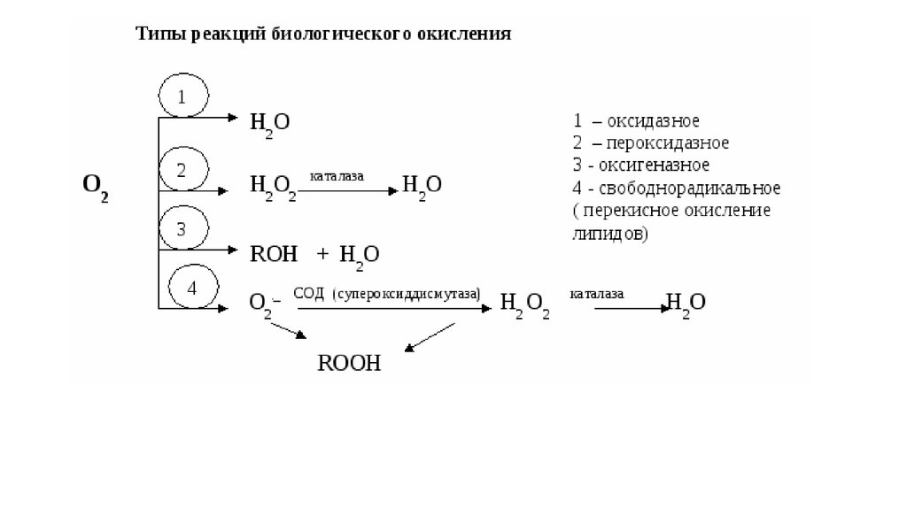 Этапы биологического окисления схема