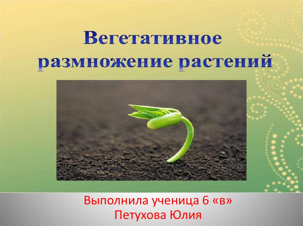 Вегетативное размножение растений тест 6 класс биология. Вегетативное размножение хлорофитума. Хлорофитум строение листа.