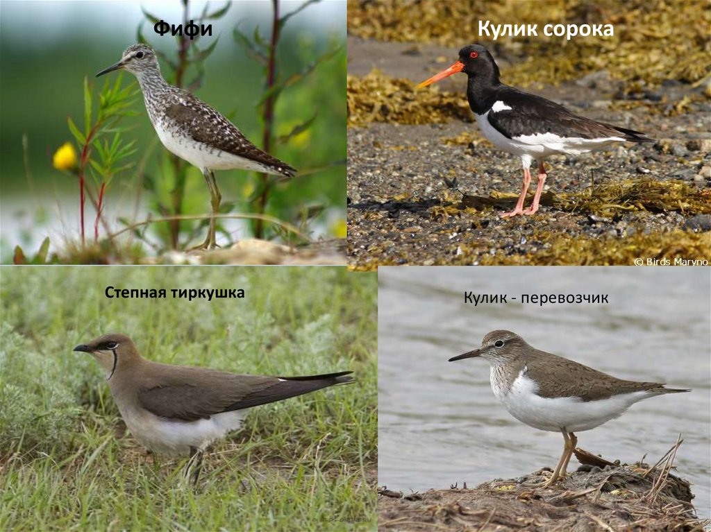 Городские птицы челябинска фото с названиями