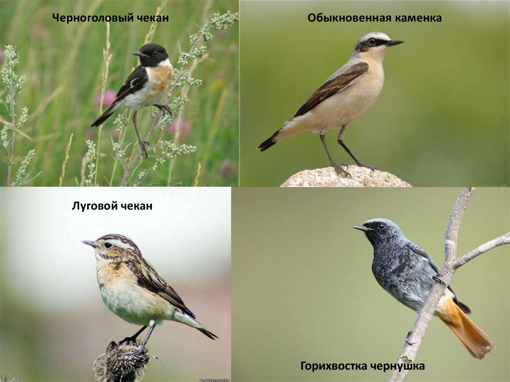 Городские птицы челябинска фото с названиями