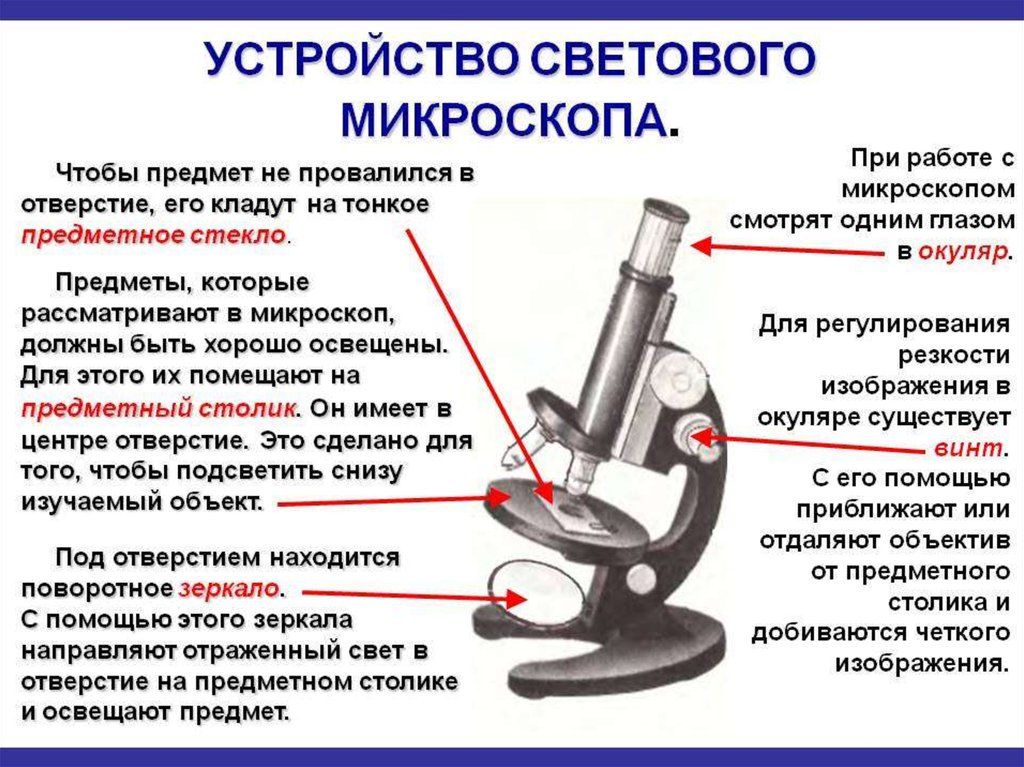 Морфология микроскоп