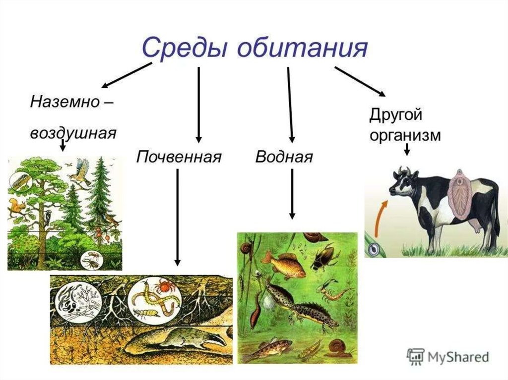 Среда обитания 5 класс биология. Среда обитания. Среды обитанияобитания. Среда. Среды обитания организмов.