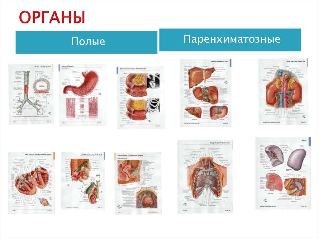 Полные органы. Строение полых и паренхиматозных органов анатомия. Полые внутренние органы примеры. К полым органам относятся. Трубчатые и паренхиматозные органы.