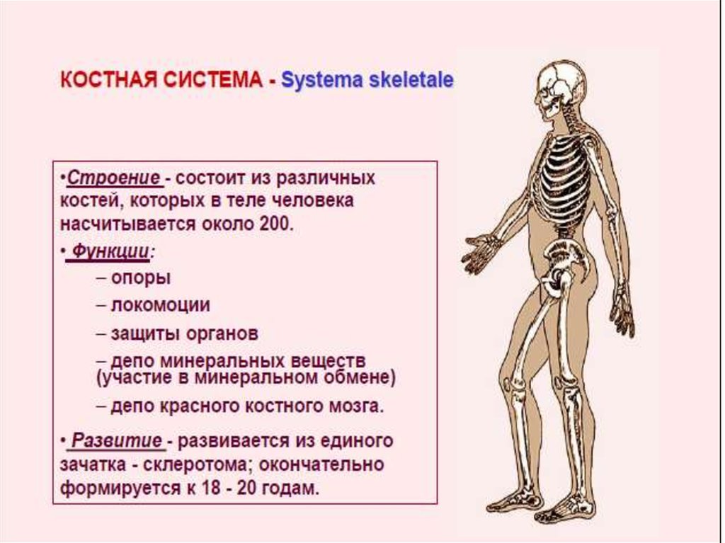 Костная система выполняет в организме функцию. Костная система органы и функции. Из чего состоит костная система органов. Функции костно-суставной системы.