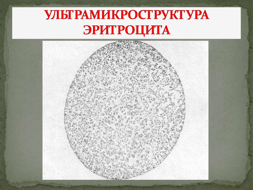 УЛЬТРАМИКРОСТРУКТУРА ЭРИТРОЦИТА