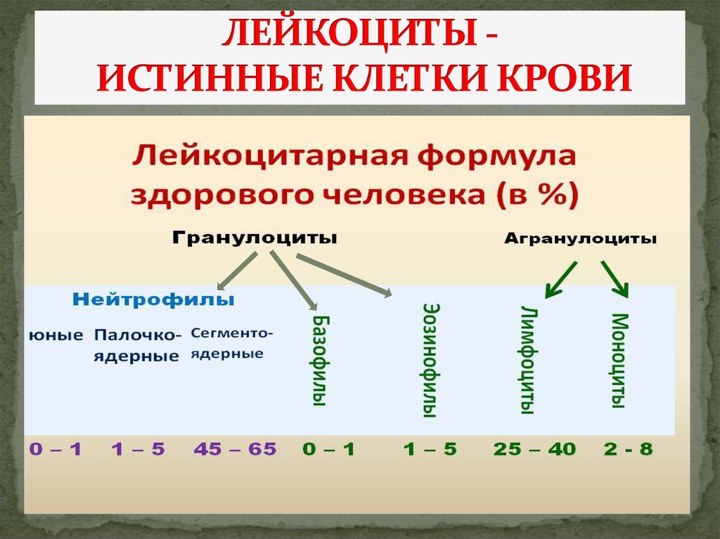 ЛЕЙКОЦИТЫ - ИСТИННЫЕ КЛЕТКИ КРОВИ