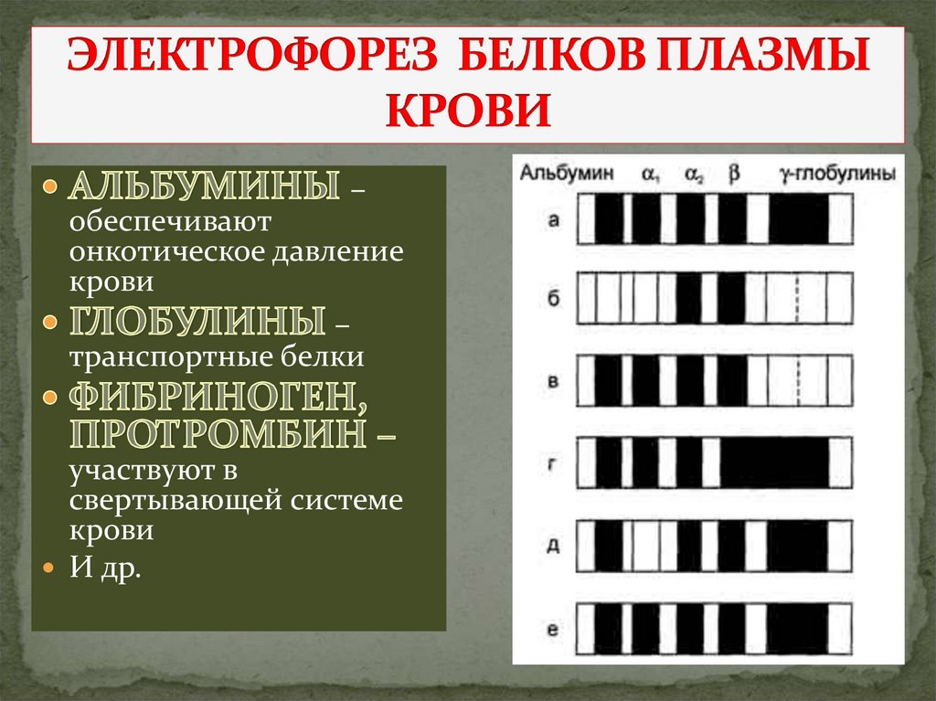 ЭЛЕКТРОФОРЕЗ БЕЛКОВ ПЛАЗМЫ КРОВИ