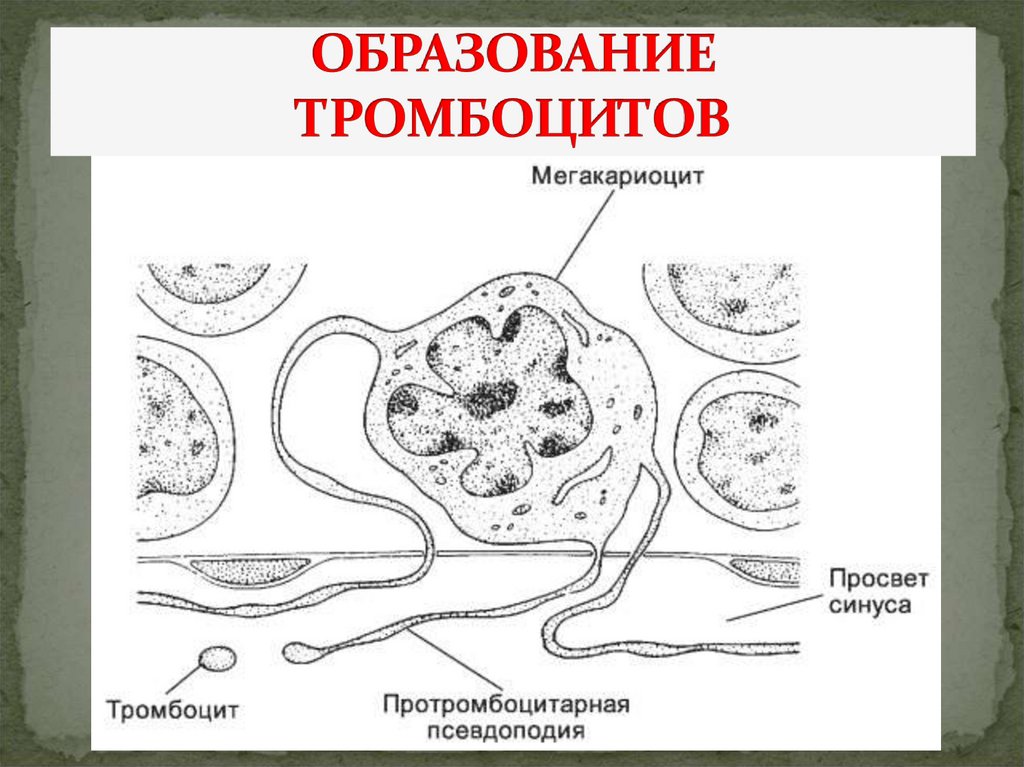 Схема образования тромбоцитов