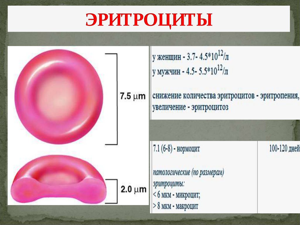 ЭРИТРОЦИТЫ