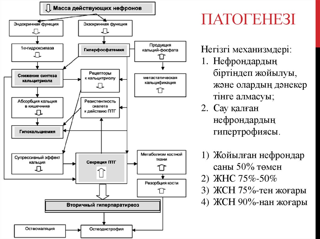 Вторичный гиперпаратиреоз клинические рекомендации