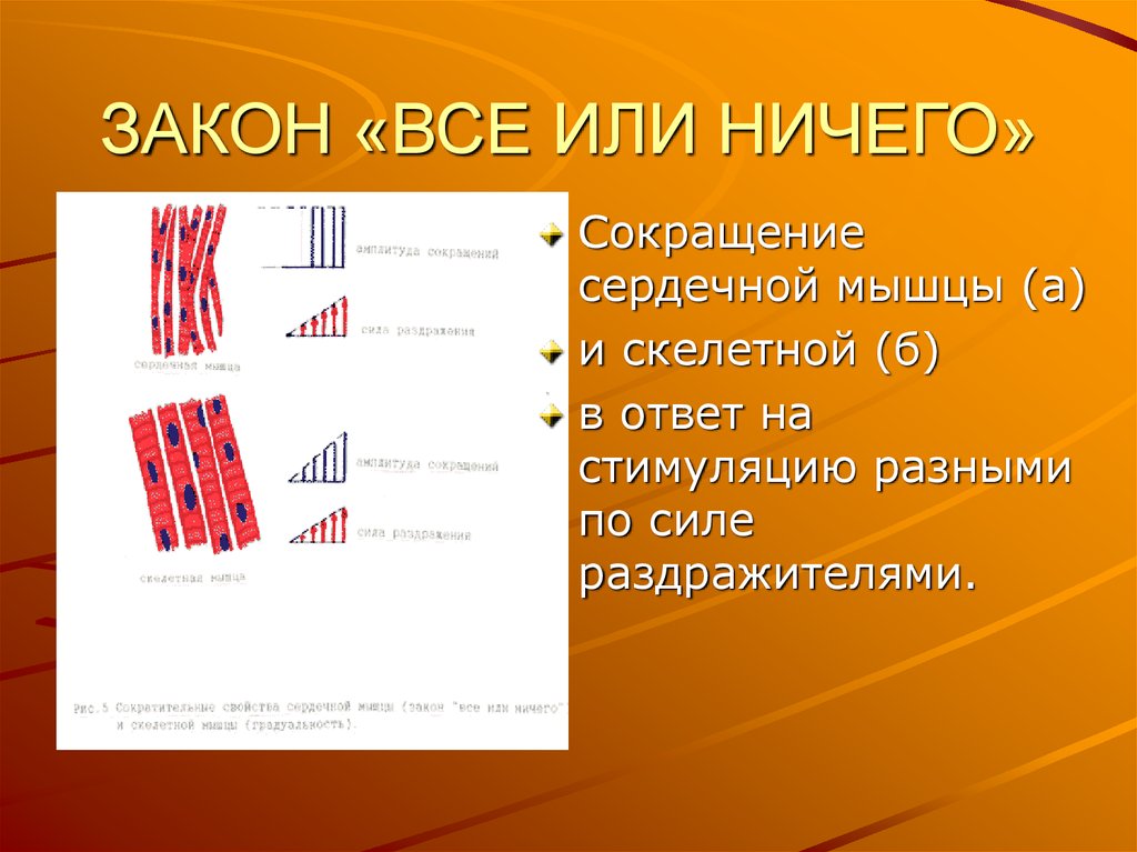 Сокращение сердечной мышцы. Закон все или ничего. Закон все или ничего физиология. Закон все или ничего для сердца.