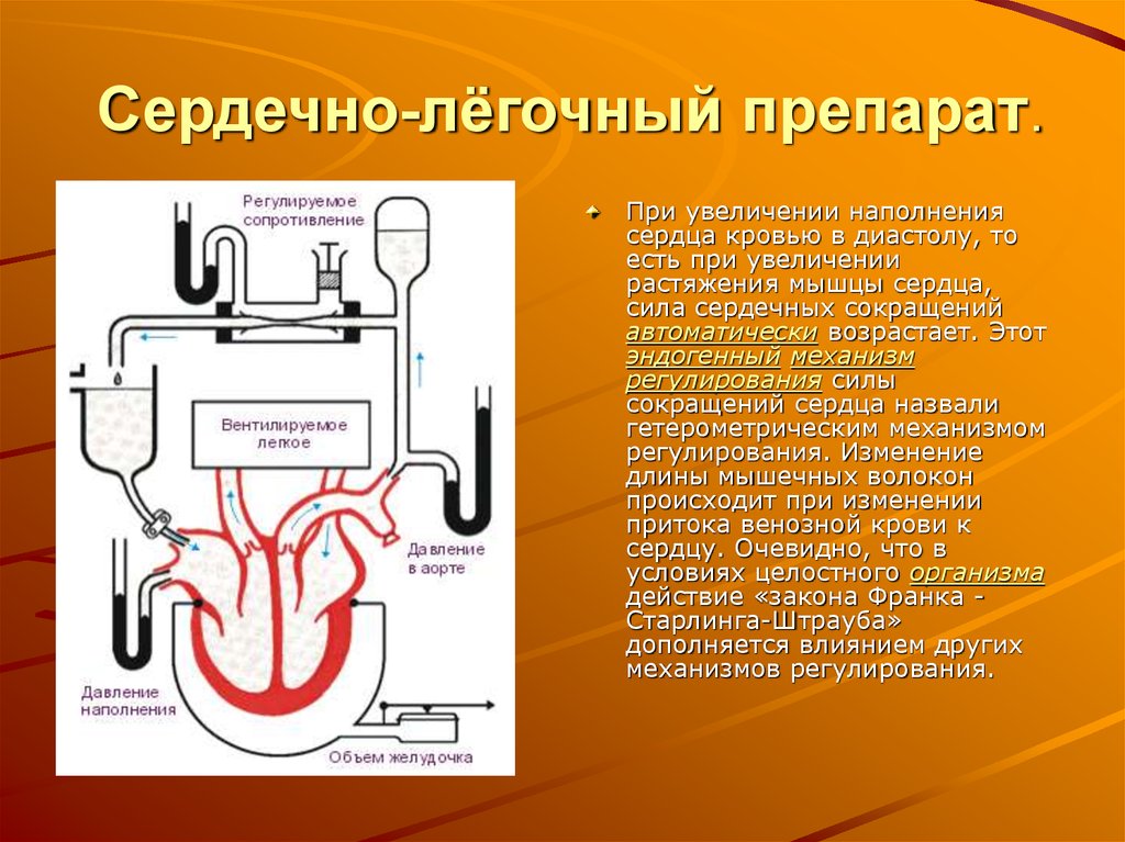 Наполнить давлением. Сердечно легочный препарат. Сердечно легочный препарат физиология. Лёгочное сердце лекарство. Сердечно легочный препарат Старлинга.