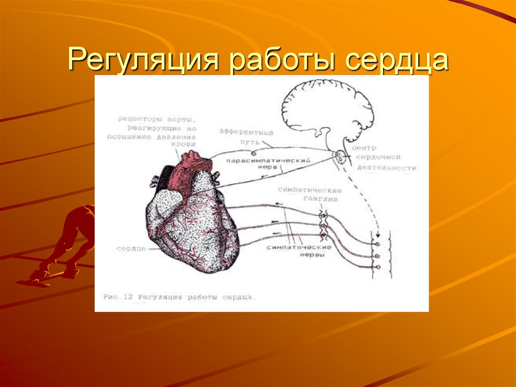 Регуляцию работы. Саморегуляция работы сердца. Центры регуляции работы сердца. Центр регуляции работы сердца находится в. Регуляция сердца мышц.