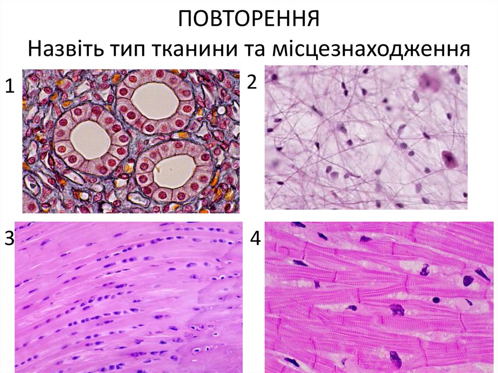 ПОВТОРЕННЯ Назвіть тип тканини та місцезнаходження