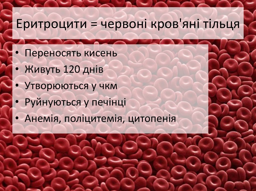 Еритроцити = червоні кров'яні тільця