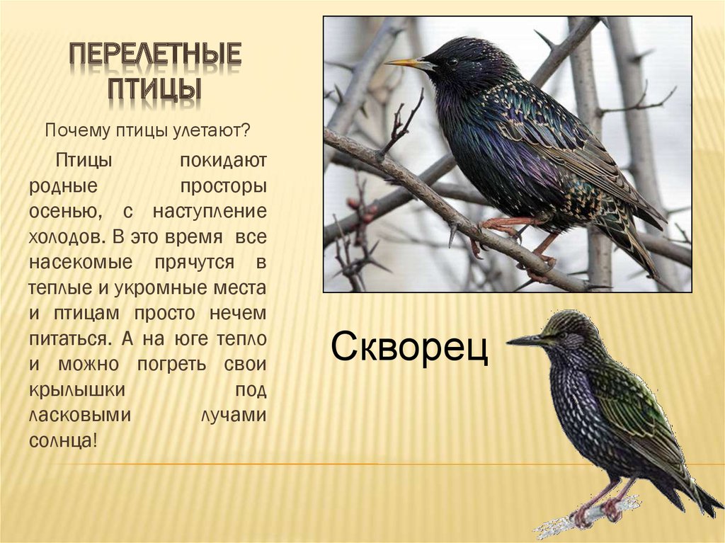 Перелетные птицы фото и названия для детей