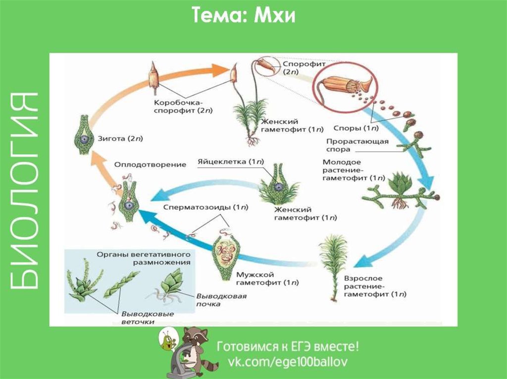 Схема жизненного цикла растения гаметы. Цикл размножения папоротников. Размножение хвоща полевого схема. Размножение и жизненный цикл мхов. Жизненный цикл мхи хвощи плауны.