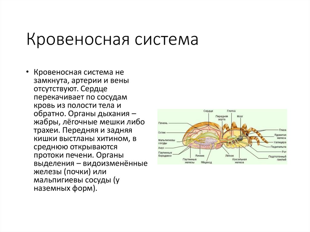 Мальпигиевы сосуды. Мальпигиевы сосуды пауков. Мальпигиевы сосуды у моллюсков. Мальпигиевы сосуды скорпионов. Мальпигиевы сосуды отсутствуют у.