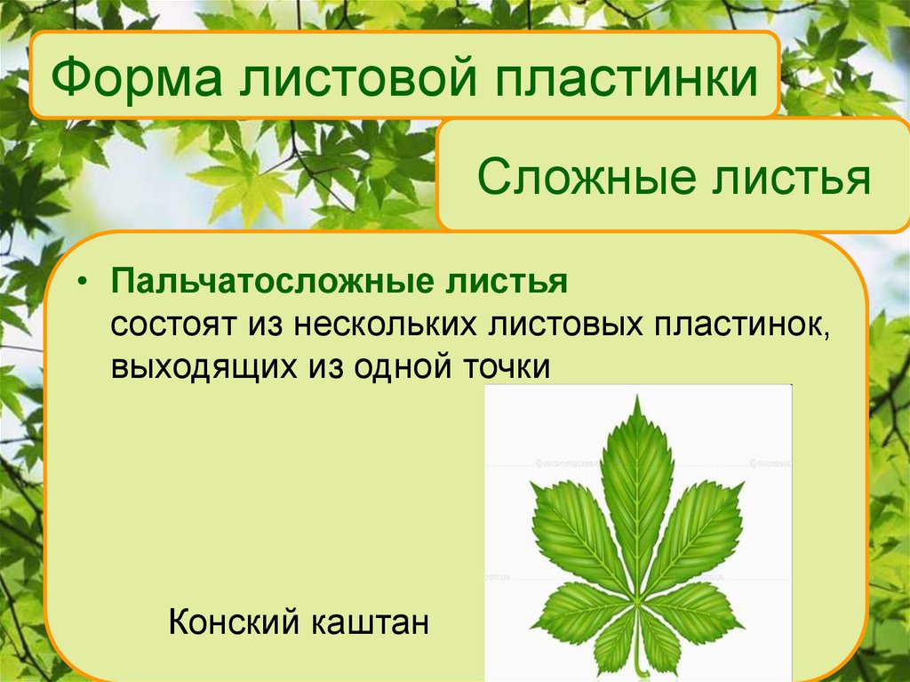 Лист презентация 6 класс биология. Функции жилок листа. Форма листовой пластинки каштана. Форма листовой пластинки конского каштана. Строение листа конского каштана.