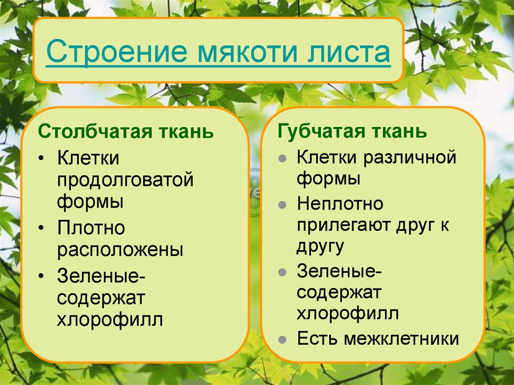 Ткани мякоти. Столбчатая ткань листа функции. Строение столбчатой ткани листа. Клетки мякоти листа функции. Ткань мякоти листа хлорофилл.