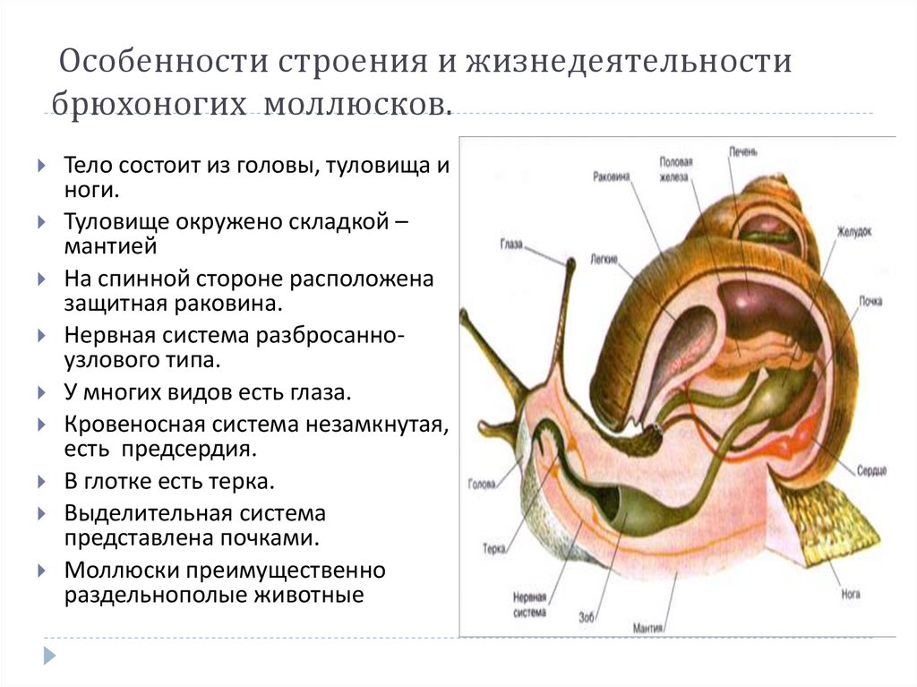 Вторичная полость тела моллюска. Строение брюхоногих моллюсков.