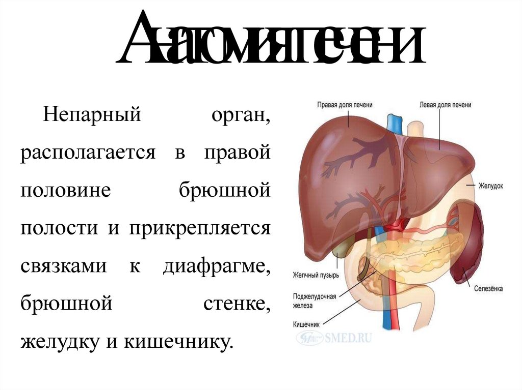 С какой стороны находится печень у мужчин. Печень и желчный пузырь анатомия. Печень человека рисунок. Печень анатомия человека расположение.