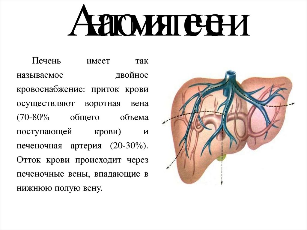 Кровь через печень. Печеночные вены анатомия. Анатомия печеночных вен. Нижняя полая Вена и печень.