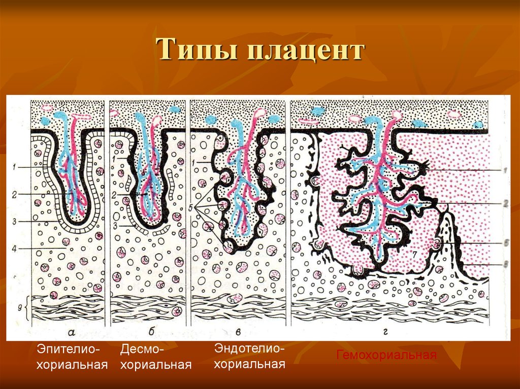 Типы плацент презентация