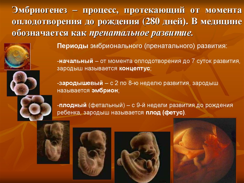 Онтогенез эмбриональное постэмбриональное