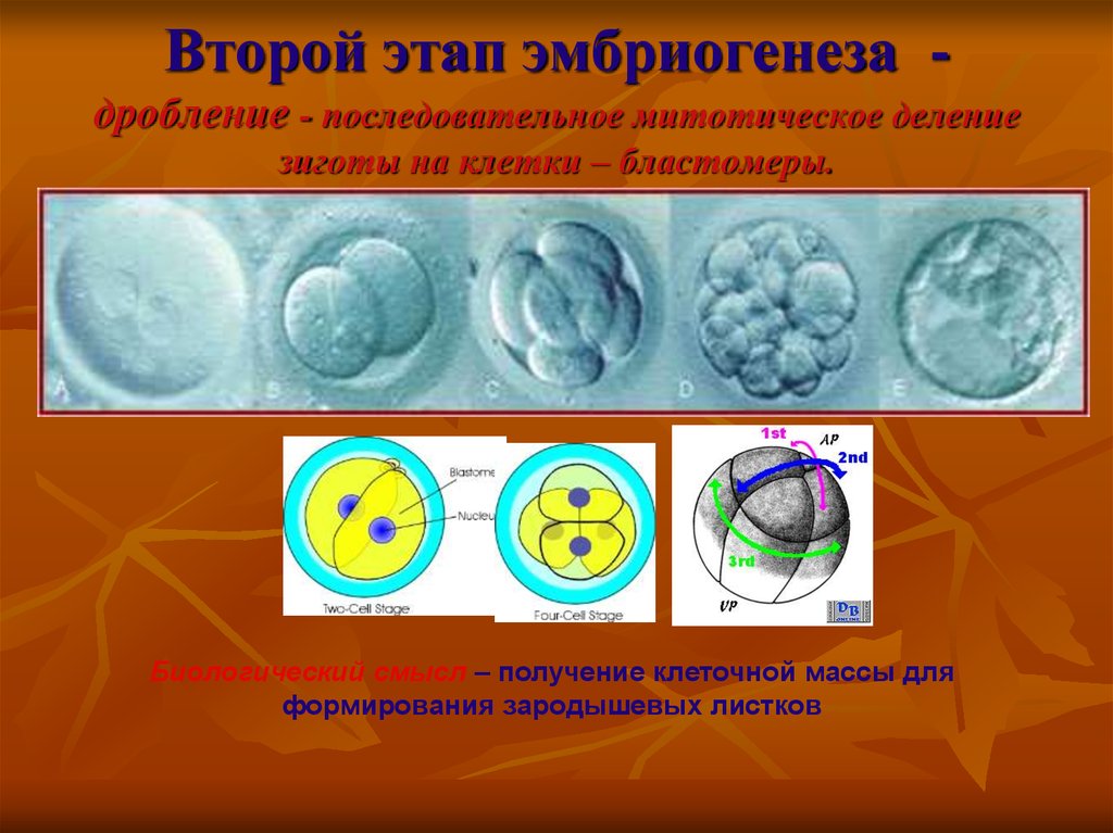 Происходит при формирования зародыша из зиготы митоз. Митотическое деление зиготы. Зигота деление клетки. Стадии дробления зиготы. Этапы деления бластомер.