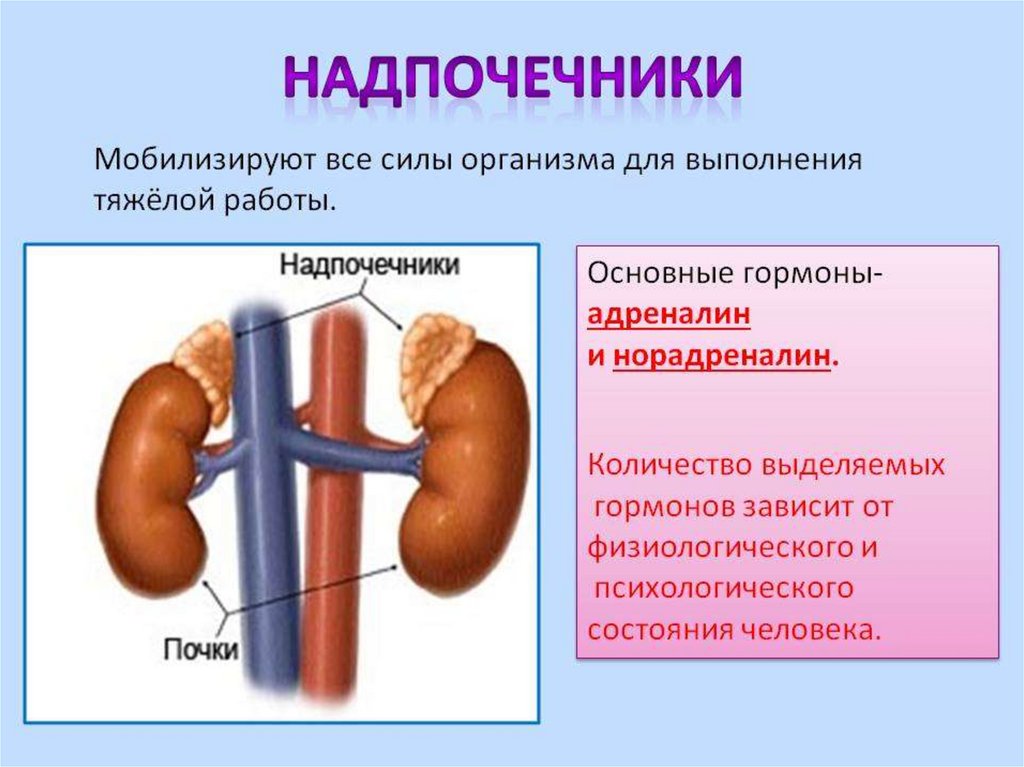 Надпочечники пространство. Гормоны надпочечников 8 класс биология. Функции надпочечников биология 8 класс. Надпочечники адреналин функции. Надпочечники железа строение.