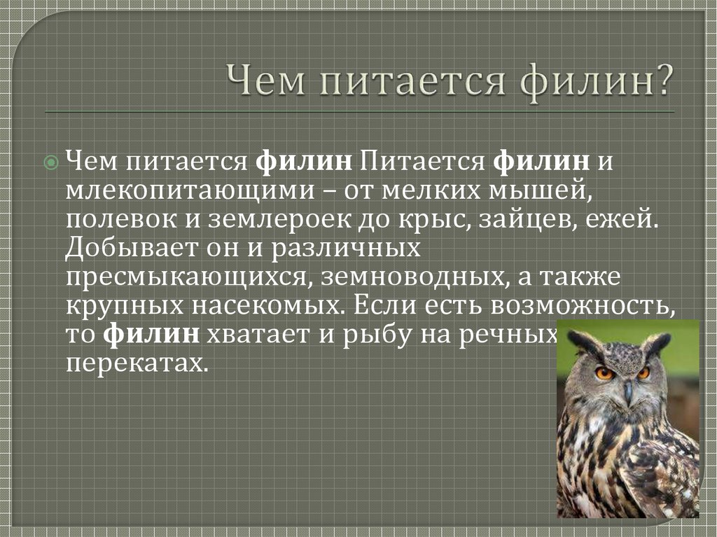 Создание презентации обитатели тайги