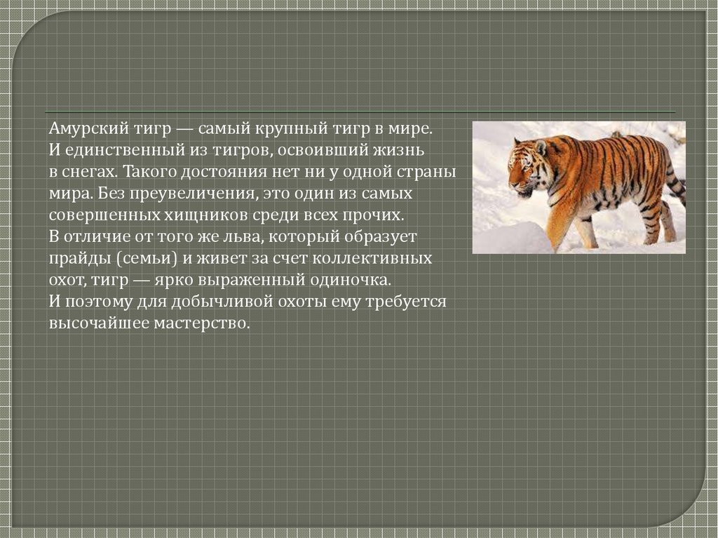 Создание презентации обитатели тайги