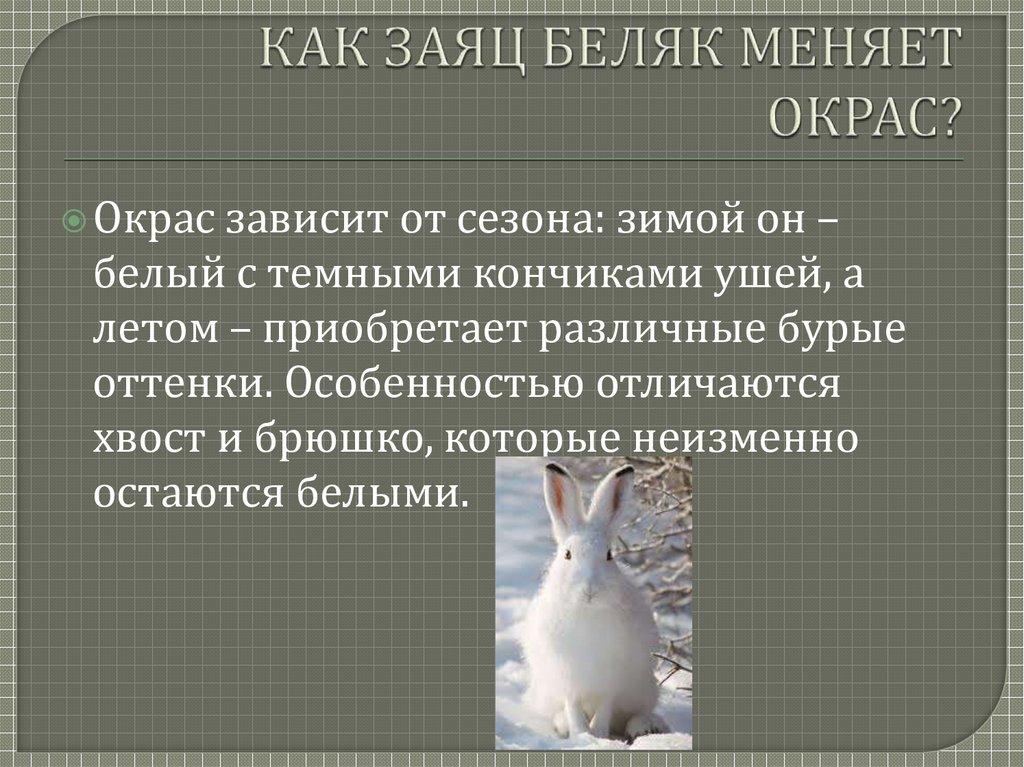 Почему зайцы белые. Заяц Беляк приспособление. Физиологический критерий зайца беляка. Генетический критерий зайца беляка.