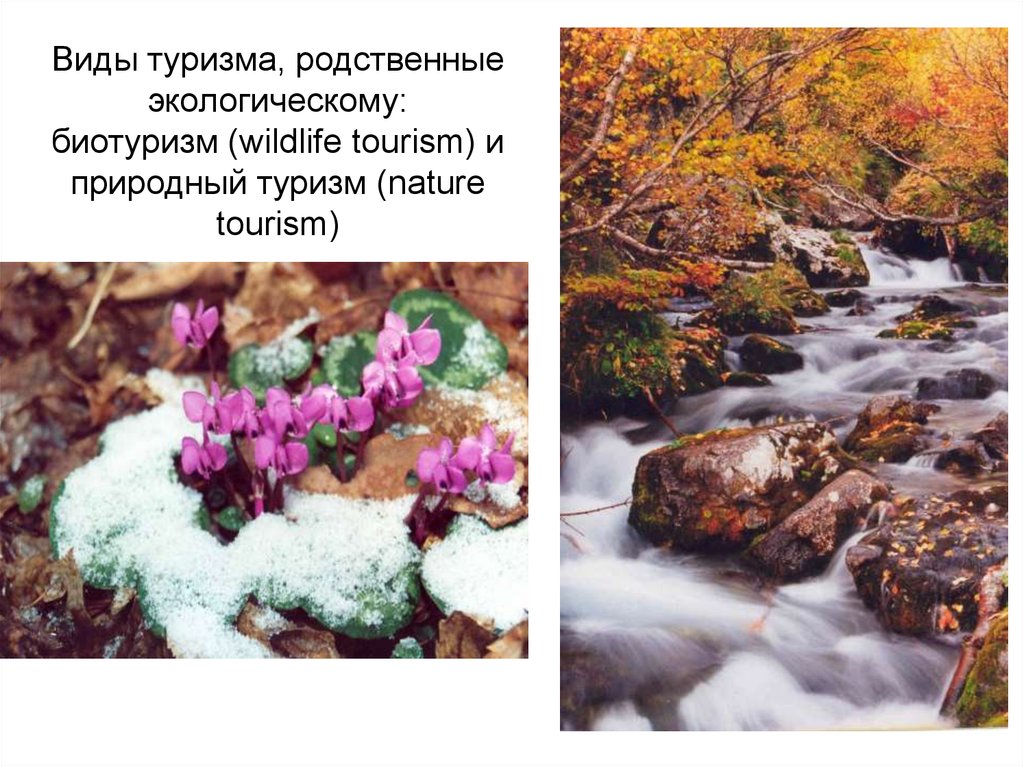Виды туризма, родственные экологическому: биотуризм (wildlife tourism) и природный туризм (nature tourism)