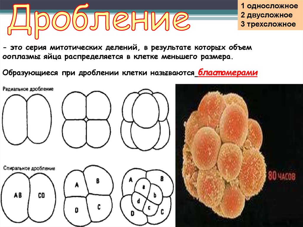 Закон развития зародыша