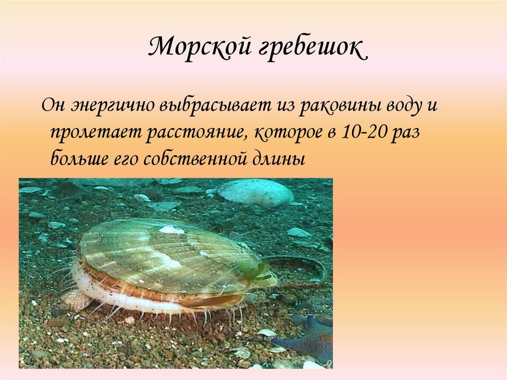 Движение моллюсков. Морской гребешок реактивное движение. Реактивное движение морских гребешков. Передвижение морского моллюска-гребешка. Двустворчатые моллюски передвижение.