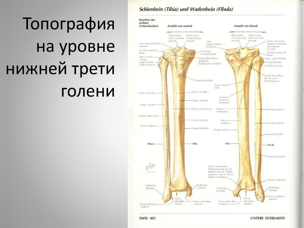 Уровне нижней трети голеней