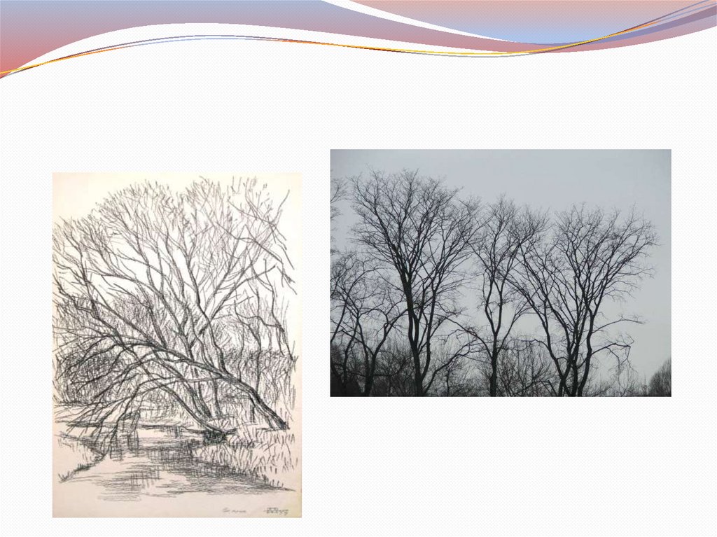 Изображение природы в разных состояниях урок изо во 2 классе. Характер линий изо 2 класс дерево.