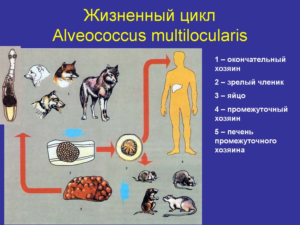 Жизненный цикл Alveococcus multilocularis