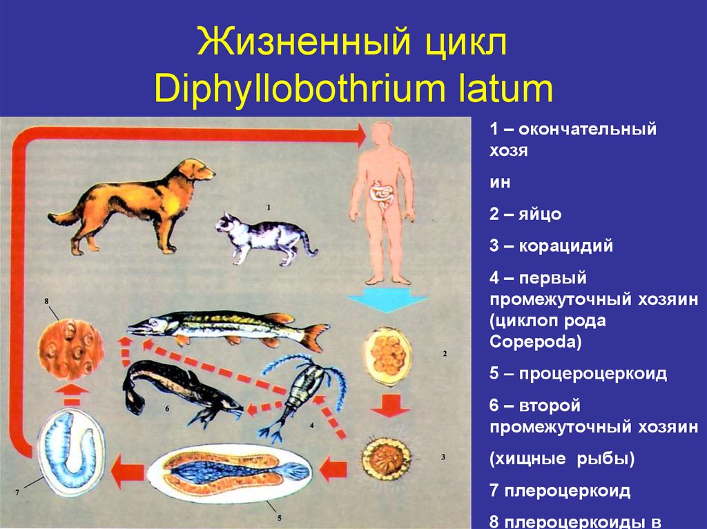 Какие организмы называют хозяевами биология 5. Жизненный цикл широкого лентеца. Diphyllobothrium latum промежуточный хозяин. Цикл широкого лентеца схема. Дифиллоботриум Латум жизненный цикл.